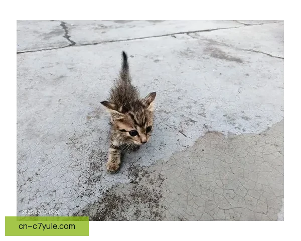 四川官方回应小猫系流浪未受伤